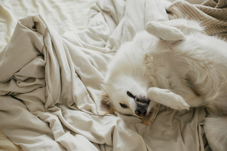 Adorable white dog sleeping on beige sheets in comfortable bedroom. Cute dog lying and relaxing on bed. Adopted dog in cozy home. Nap time. Morning aestheticの写真素材
