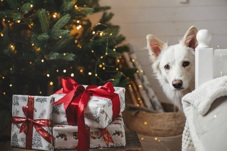 Cute dog looking at stylish gifts near christmas tree with golden lights. Pet and winter holidays. Adorable danish spitz dog at wrapped presents in atmospheric festive room. Merry Christmas!の写真素材