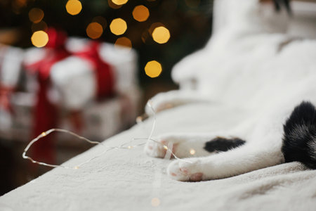 Cute cat paws close up on cozy bed on background of christmas golden lights and gifts. Pet and winter holidays. Adorable kitty relaxing in festive room. Merry Christmas!の写真素材