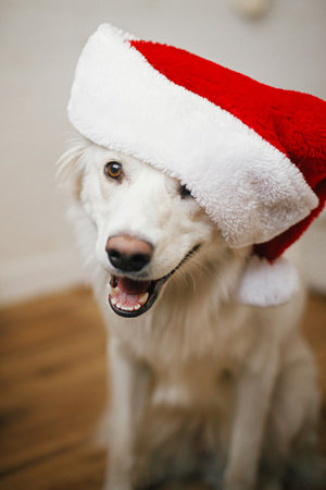 Cute happy dog in santa hat sitting near stylish christmas tree. Pet and winter holidays. Portrait...