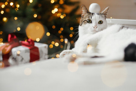 Merry Christmas! Cute cat relaxing on cozy bed on background of christmas tree with golden lights and gifts. Pet and winter holidays. Adorable funny kitty lying on soft bed in festive roomの写真素材
