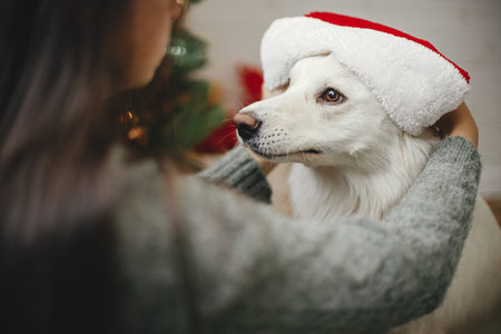 Merry Christmas! Happy woman putting santa hat on cute dog near stylish christmas tree. Pet and winter holidays. Adorable funny danish spitz dog playing with owner in festive roomの写真素材