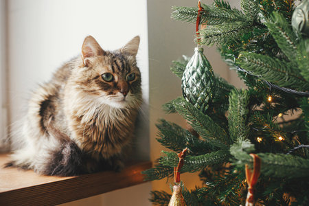 Cute cat sitting at stylish christmas tree with vintage baubles. Pet and winter holidays. Adorable tabby cat sitting on wooden window sill near decorated tree in festive room. Merry Christmas!の写真素材