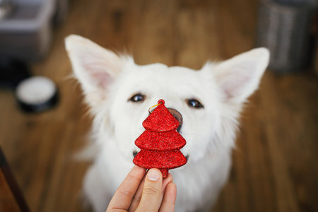 Woman hand holding christmas tree decoration at cute dog nose. Pet and winter holidays. Adorable white danish spitz dog helping decorate festive room. Merry Christmas and Happy Holidays!の写真素材