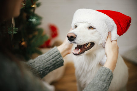 Happy woman putting santa hat on cute dog near stylish christmas tree. Pet and winter holidays. Merry Christmas! Adorable funny danish spitz dog playing with owner in festive roomの写真素材