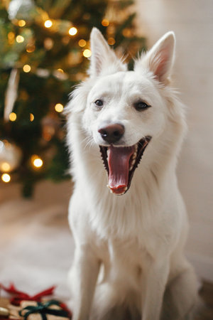 Merry Christmas! Cute happy dog sitting on background of stylish christmas tree with illuminated star and lights. Pet and winter holidays. Adorable danish spitz dog in festive roomの写真素材