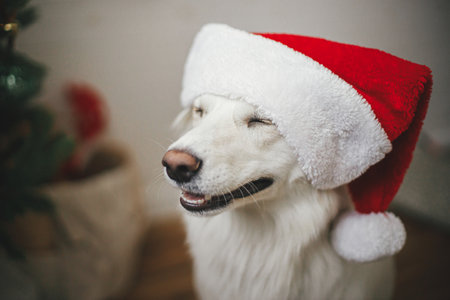 Merry Christmas! Cute happy dog in santa hat sitting near stylish christmas tree. Pet and winter holidays. Portrait of adorable danish spitz dog wearing santa hat in festive roomの写真素材