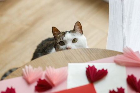 Cute cat looking at red and pink hearts on wooden table. Valentine holiday preparations with...