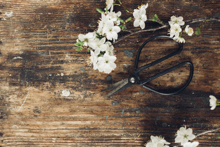 Spring rustic flat lay. Blooming cherry branch and scissors on rustic wooden background. Spring...
