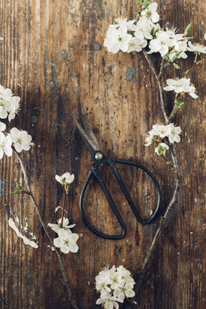 Spring rustic flat lay. Blooming cherry branch and scissors on rustic wooden background. Spring...