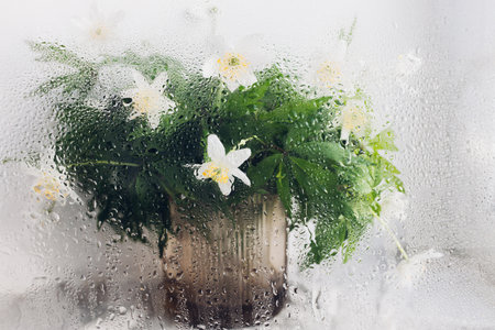 Anemones under glass with water drops. Floral rustic still life. Creative abstract image of spring flowers. Hello spring. Simple aesthetic wallpaper, wet rainy flowers wood anemoneの写真素材