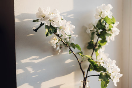Blooming apple branch in evening sunlight against white wall. Spring flowers atmospheric still life. Simple countryside living, home decor. Space for textの写真素材