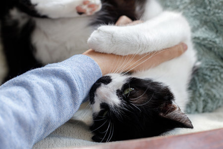Funny cute cat biting owner hand on chair in room. Cute kitty playing with female hand on cozy pillows. Pet and bad behaviorの写真素材