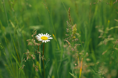 Daisy in summer field. Daisy flowers among green grass close up. Summer in countryside, floral...