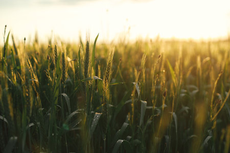Wheat field in sunset light. Green wheat or rye ears and stems  close up in warm evening sunshine....