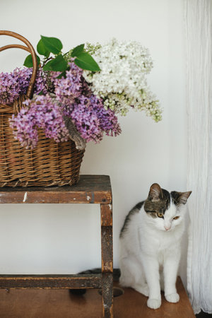 Cute kitten looking at beautiful lilac flowers in wicker basket. Adorable curious cat playing at lilacs on rustic background. Spring flowers and pet at rural homeの写真素材