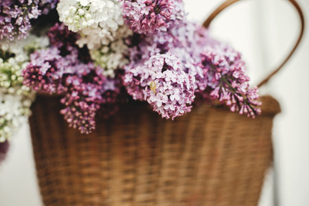 Cute snail on beautiful lilac flowers in wicker basket. Purple and white lilacs with snail on petals close up. Spring rustic still life on rural background.の写真素材