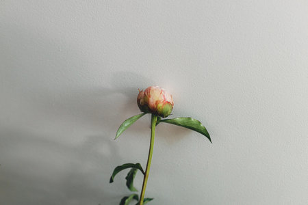 Beautiful peony bud on rustic white background. Gentle pink peony flower against white wall. Modern...