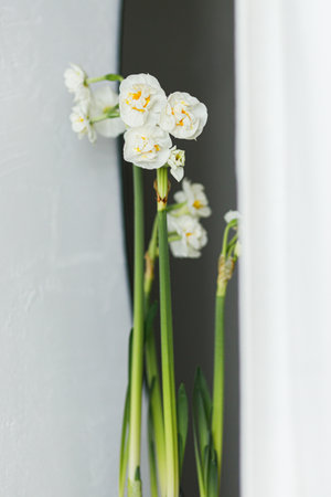Bridal daffodils close up. Beautiful daffodils growing on background of rustic wall and modern mirror. Stylish floral home decor. Spring flowersの写真素材