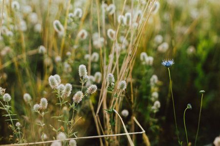 Wild herbs in summer meadow. Fluffy Rabbit foot clover in grasslands in evening countryside. Trifolium arvense. Floral wallpaper, atmospheric imageの写真素材