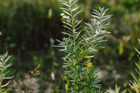 Leaves on green branch in summer meadow. Wild fresh sea buckthorn branch close up in evening sunshine in countryside, atmospheric imageの写真素材