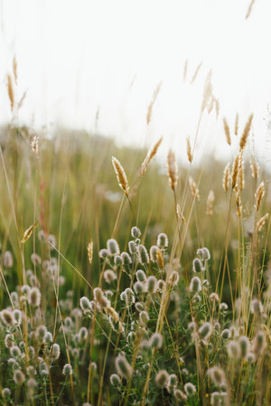 Wild herbs in summer meadow. Fluffy Rabbit foot clover in grasslands in evening countryside. Trifolium arvense. Floral wallpaper, atmospheric imageの写真素材