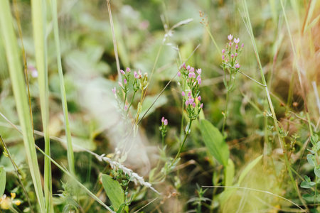 Wildflowers in summer meadow. Pink flowers close up in countryside. Centaurium erythraea. Wild...
