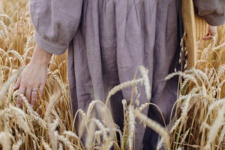 Woman hand holding wheat stems in field, cropped view. Grain harvest. Female in rustic linen dress touching ripe wheat ears in summer countryside. Rural  life. Global hunger and food crisisの写真素材