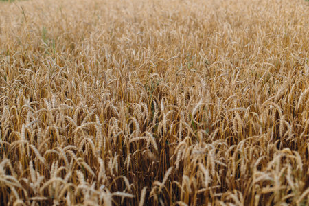 Wheat stems in evening field. Global hunger and food crisis. Summer grain harvest and rural slow life. Wheat crop field in countryside. Atmospheric tranquil moment. Ripe earsの写真素材