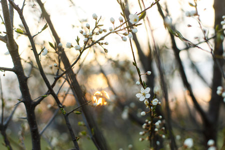 Beautiful blooming cherry white flowers in evening garden. Spring blossoms. Flowering cherry tree...