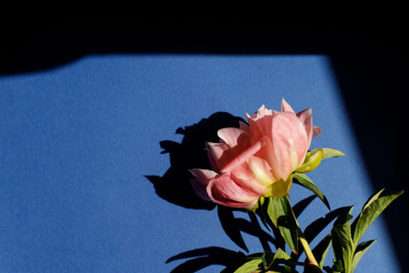 Pink peony on blue background flat lay in sunlight. Floral card template with space for text. Minimal creative flower wallpaper. Mothers dayの写真素材