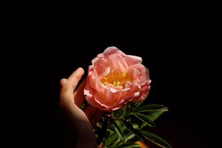 Hand holding beautiful pink peony in sunlight on dark background. Creative flower wallpaper. Peony in hand in sunny room.の写真素材