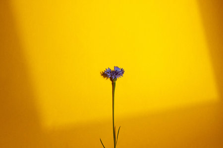 Blue flower on yellow background flat lay in sunlight. Floral card template with space for text. Cornflower blooming. Minimal creative floral wallpaper, summer wildflowerの写真素材