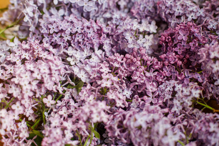 Beautiful lilac flowers on wooden background. Pink and purple lilacs wallpaper. Floral imageの写真素材