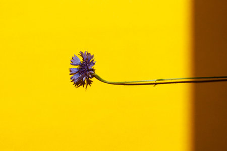 Blue flower on yellow background flat lay in sunlight. Floral card template with space for text. Cornflower blooming. Minimal creative floral wallpaper, summer wildflowerの写真素材