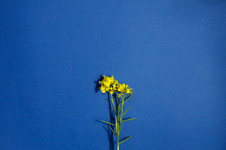 Yellow flower on blue background flat lay. Floral template with space for text. Brassica napus blooming flower. Happy easter! Mother's day! Minimal floral wallpaperの写真素材