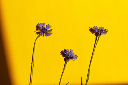 Blue flowers on yellow background flat lay in sunlight. Floral card  with space for text. Cornflower blooming. Minimal creative floral wallpaper, summer wildflowersの写真素材