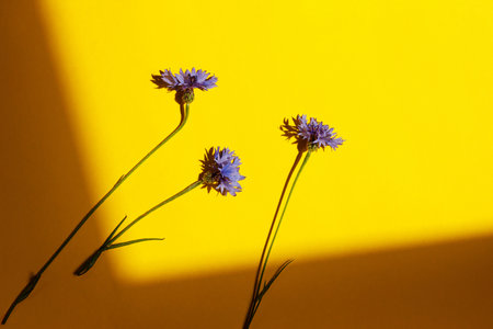 Blue flowers on yellow background flat lay in sunlight. Floral card  with space for text. Cornflower blooming. Minimal creative floral wallpaper, summer wildflowersの写真素材
