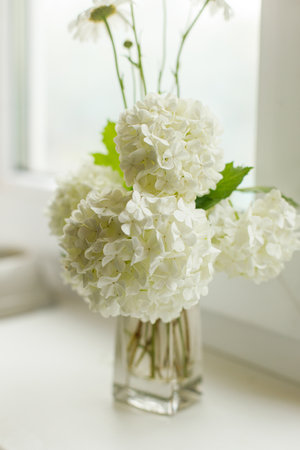 Beautiful white flowers on windowsill in sunny room. Guelder rose blooming branch in vase in rustic home.の写真素材