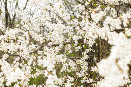 Beautiful blooming cherry white flowers in garden. Spring blossoms. Flowering cherry tree branches...