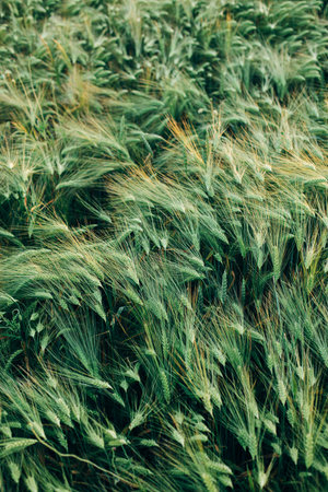 Beautiful barley ears in evening field, view above. Summer countryside. Atmospheric moment. Rye or wheat field, food and grain cultivation concept. Floral wallpaper.の写真素材