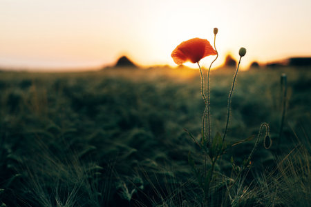 Beautiful red poppy in sunset light in barley field close up. Wildflowers  in summer countryside. Atmospheric moment, flower in evening meadow. Floral wallpaperの写真素材