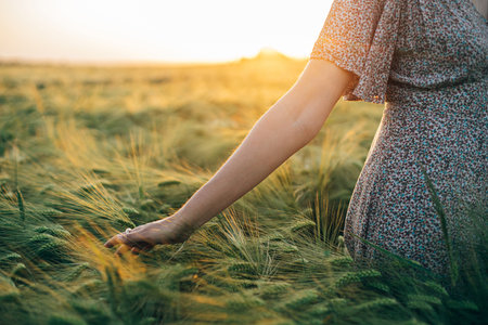 Woman hand touching barley ears close up in sunset light in field. Harvest and agriculture. Atmospheric tranquil moment, rustic slow life. Stylish female enjoying evening summer countrysideの写真素材