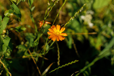 Beautiful calendula flower in wild countryside garden. Blooming orange wildflowers in sunny summer meadow. Biodiversity and landscaping garden flower beds.の写真素材