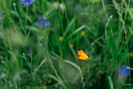 California poppy in wild countryside garden. Blooming eschscholzia wildflower in sunny summer meadow. Biodiversity and landscaping garden flower bedsの写真素材