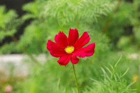 Beautiful cosmos flower in wild countryside garden. Blooming cosmos wildflowers in sunny summer meadow. Biodiversity and landscaping garden flower beds. Summer bannerの写真素材