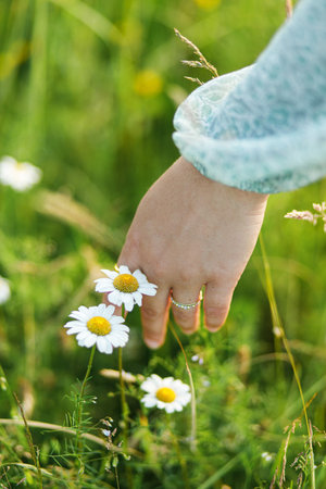 Woman hand among daisy flowers in summer countryside, close up. Carefree atmospheric moment. Young female gathering wildflowers in meadow. Rural simple lifeの写真素材