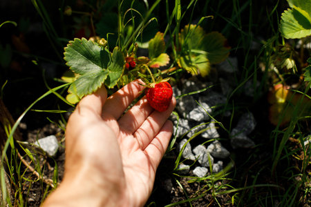 Strawberry plant growing in urban garden. Hand harvesting strawberries close up. Home grown food and organic berries. Community gardenの写真素材