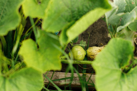 Pumpkin growing in urban garden. Pumpkin plant and flower close up. Home grown food and organic...