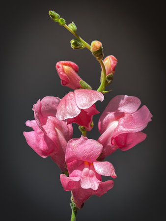 Flowers Still life. Beautiful pink snapdragon close up on moody grey background. Stylish artistic...